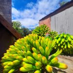 Pickled Agave